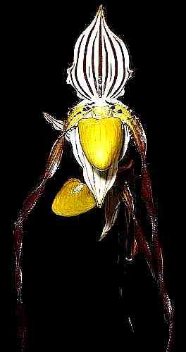 Paphiopedilum philippinense
